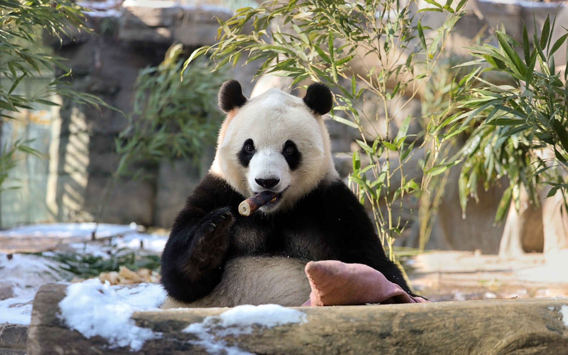 【大熊猫福星】的第一次吃播.2022.2.15.摄于北京动物园