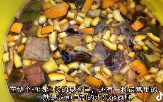 [图]蔬果皮发酵做肥料