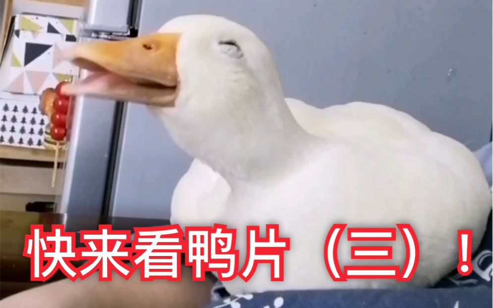 【call duck 柯尔鸭】母鸭子发情了 但是却不是对公鸭子!四哥快醒醒!葱花香菜才是你男朋友!哔哩哔哩bilibili