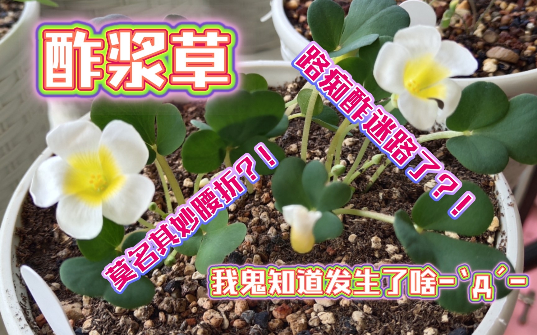 【酢浆草】[实践/干货/经验分享]填土种植手法和发芽阶段的养护,浅谈发芽展叶出现断枝的原因哔哩哔哩bilibili