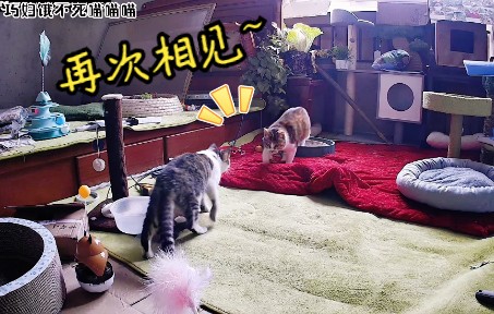 猫咪之间会有真正的感情吗?哔哩哔哩bilibili