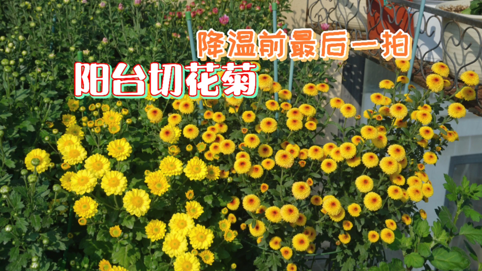 切花小菊开始开花啦!哔哩哔哩bilibili