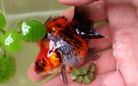 新买的五花短尾鎏金