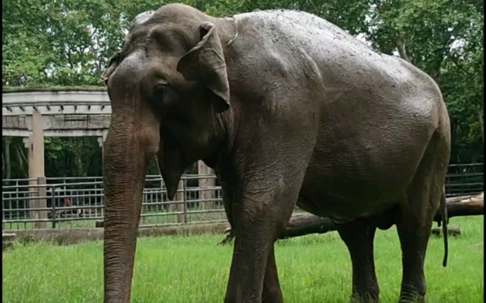 200829大象吃饭鸭_哔哩哔哩 (゜-゜)つロ 干杯~-bilibili