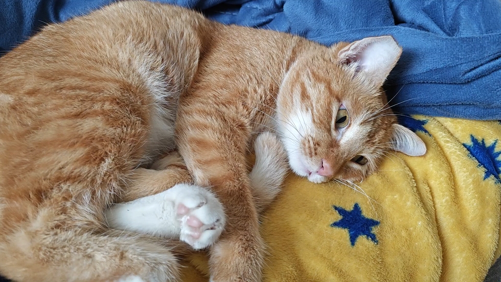 没睡醒的团子猫