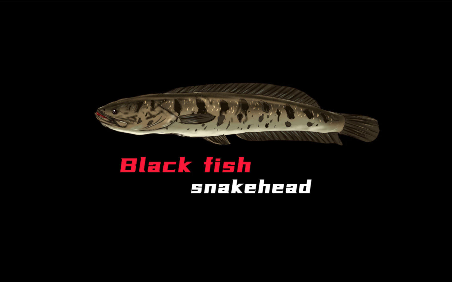 手绘路亚小知识no2:淡水霸主 黑鱼