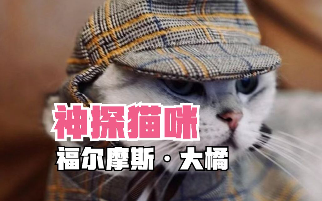 [图]猫咪走丢了怎么办？找楼下流浪猫相当靠谱~