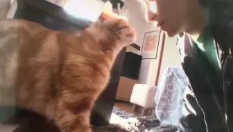 星野源的新曲将来临0421 哔哩哔哩 つロ干杯 Bilibili