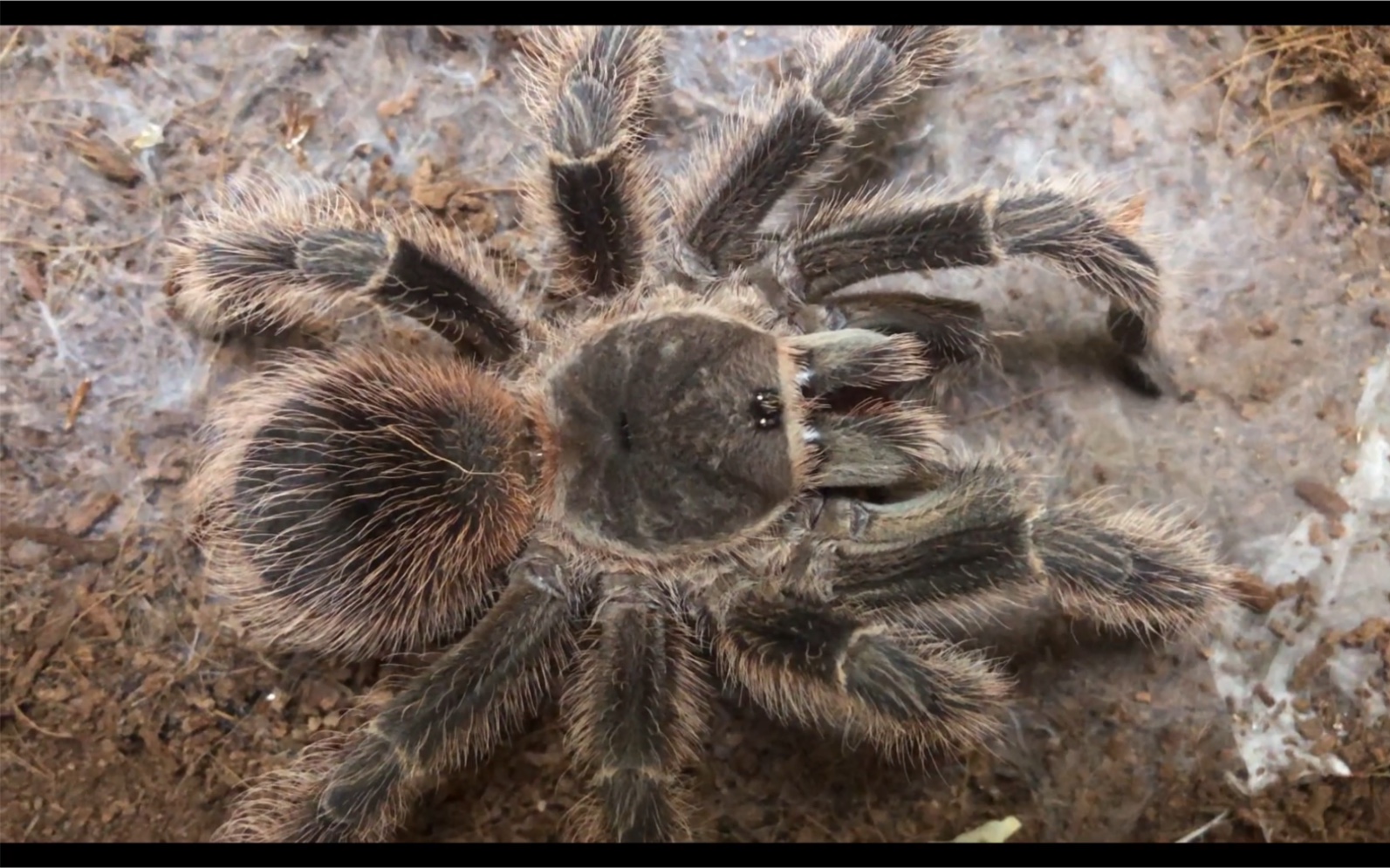 猩红捕鸟蛛喂食