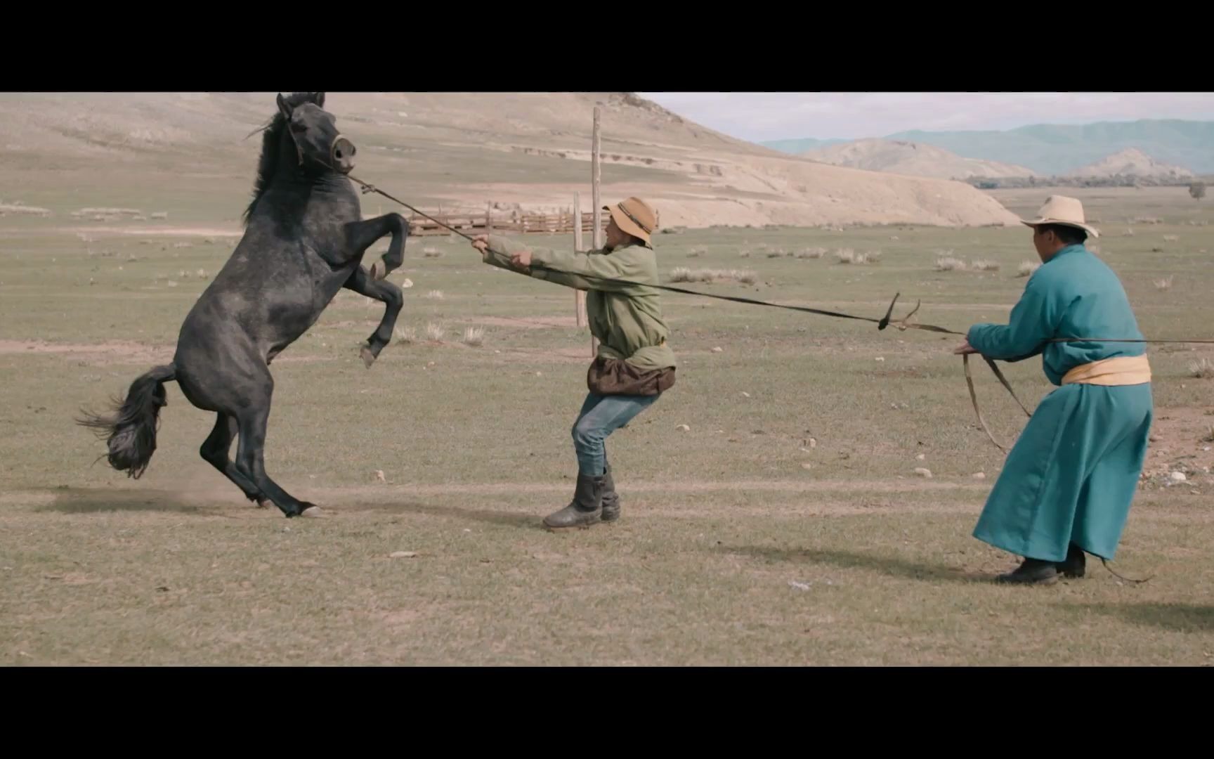 蒙古马(Mongolian Horse)哔哩哔哩bilibili