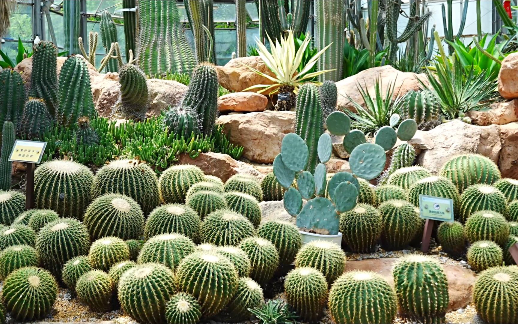 华南植物园游玩赏花(五):沙漠里面可不仅仅只有仙人掌哦