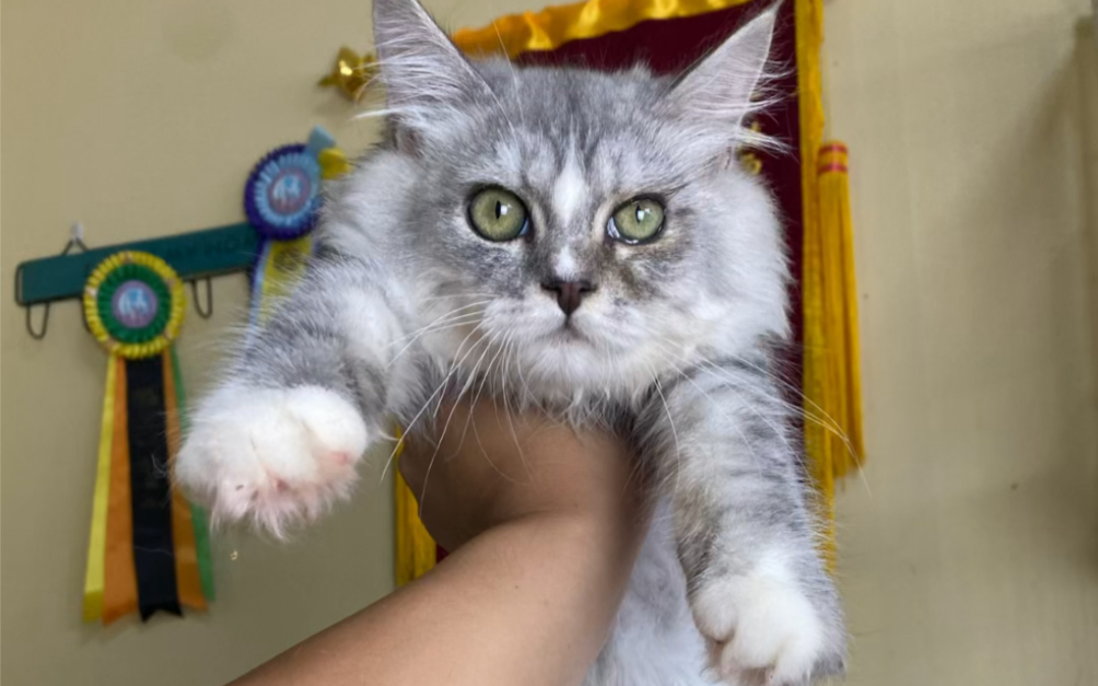 您的8月猫咪领养清单请查收,4只4个月大小猫咪找新家#银虎斑猫 #布偶