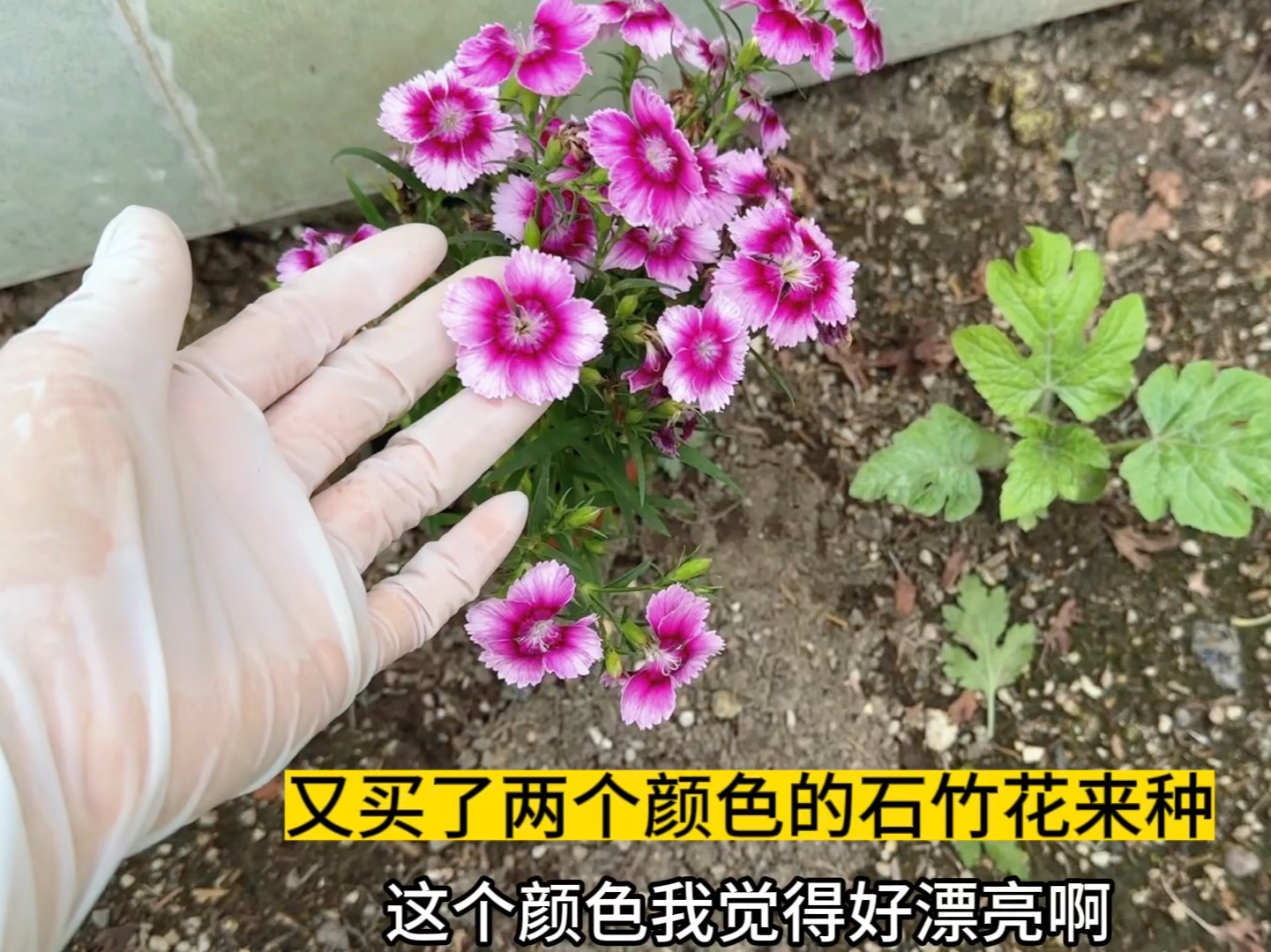 石竹花就是开花机器 一年四季花开不断 没有病虫害又买了两种颜色哔哩哔哩bilibili