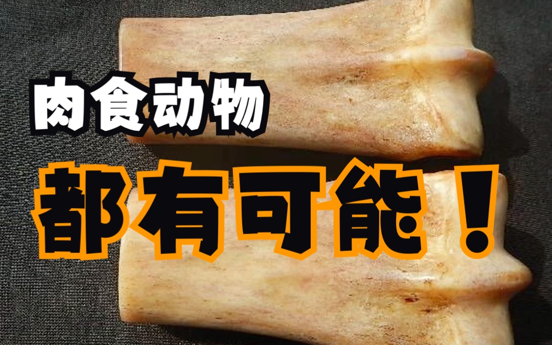 肉食动物的都有可能哔哩哔哩bilibili