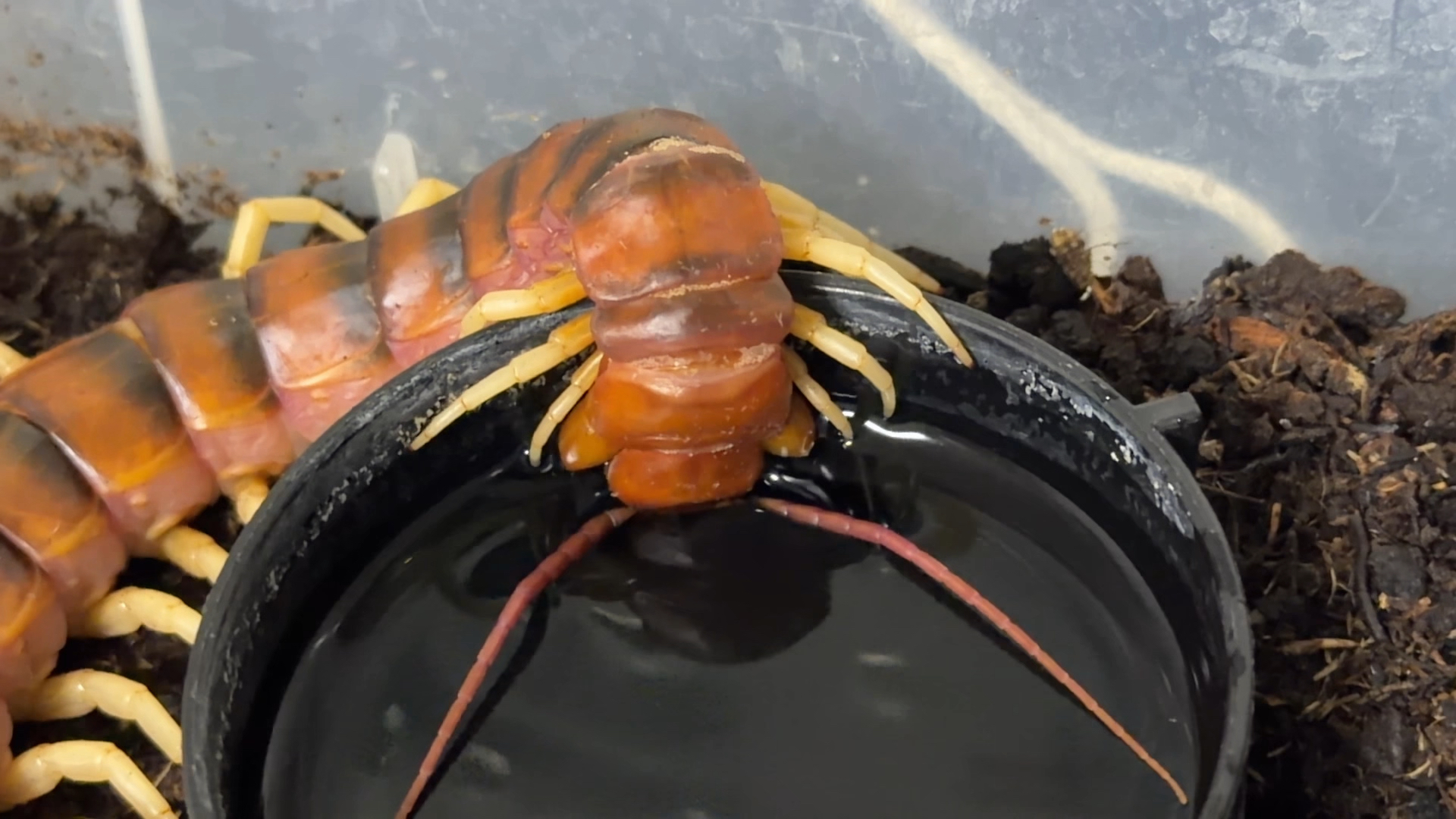 以防你没见过蜈蚣喝水