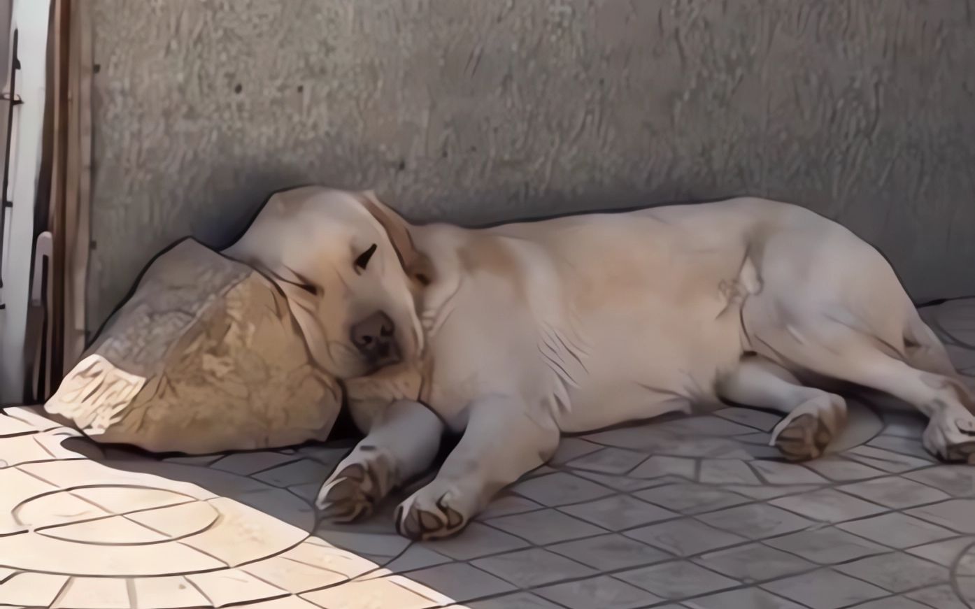 "年轻就是好,倒头就睡!"-跑步增肥-默认收藏夹-哔哩哔哩视频