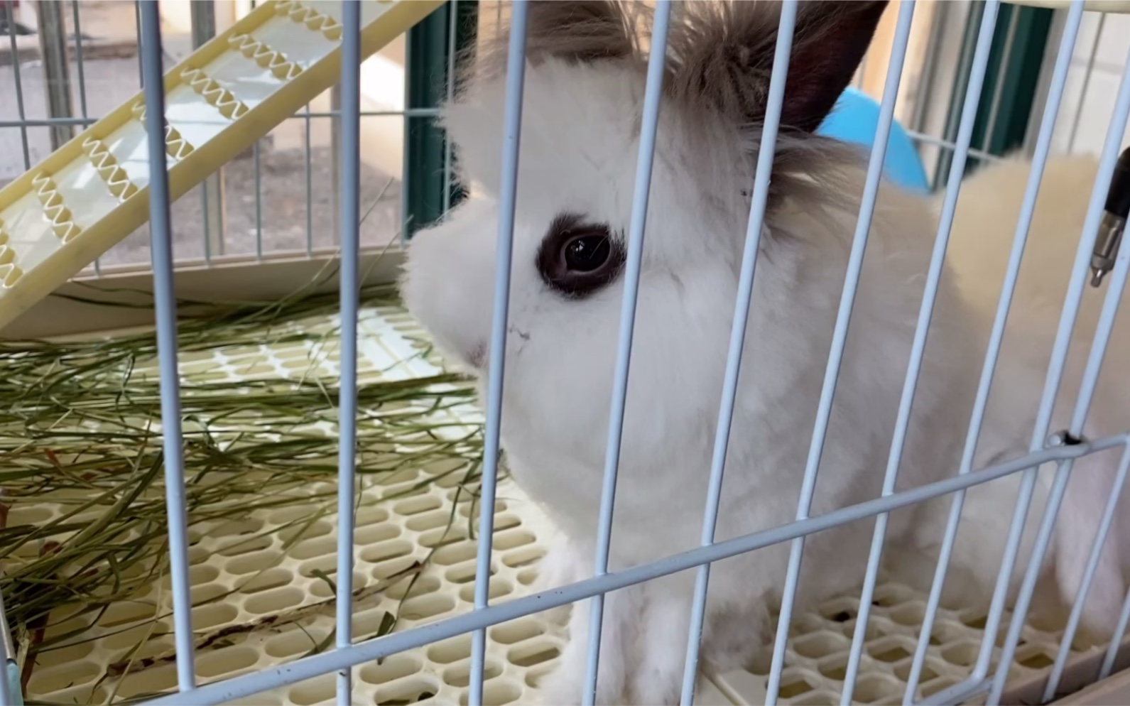 傻兔子的新发型