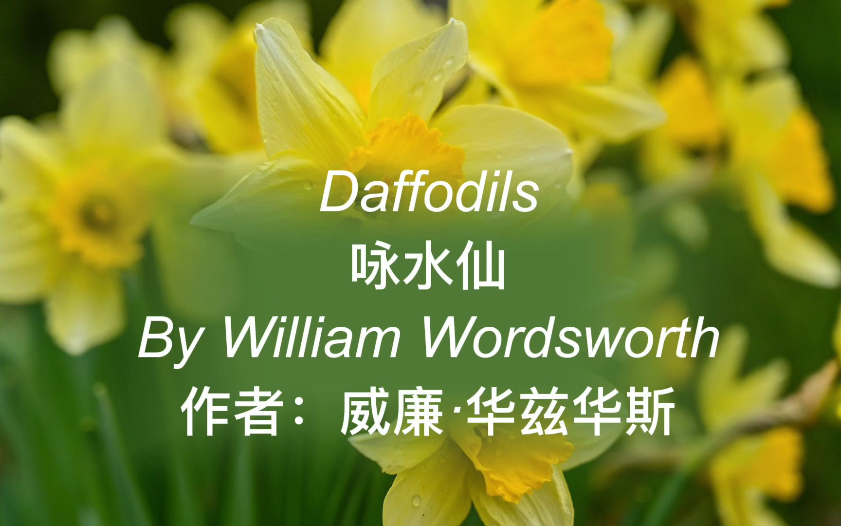 [图]英文诗歌：Daffodils（咏水仙）