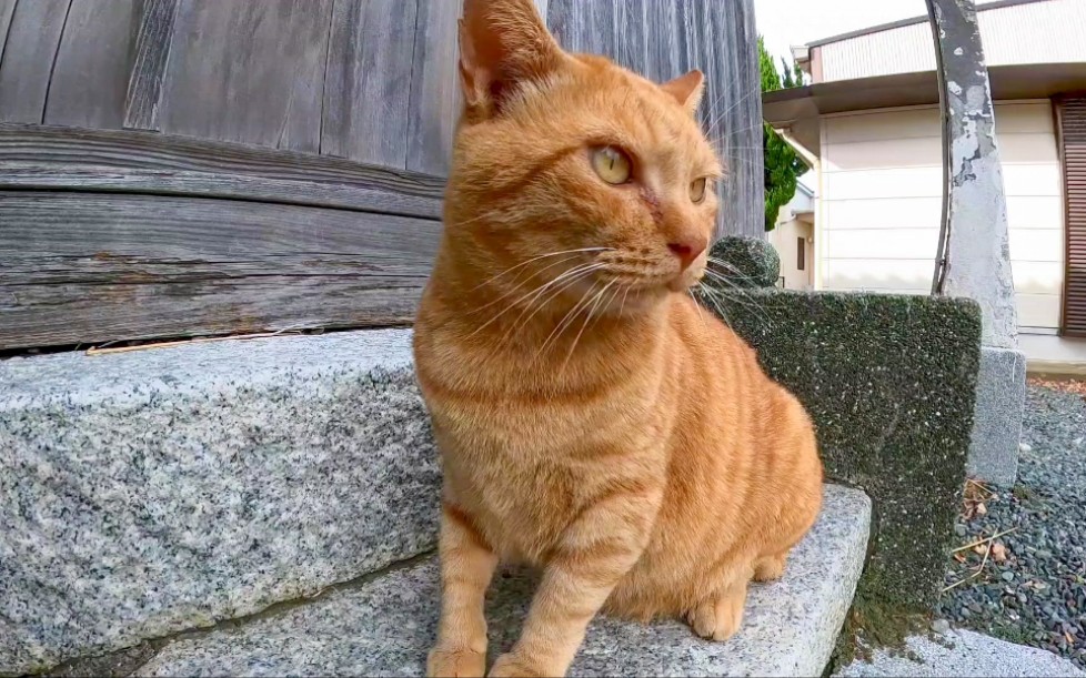 在猫岛神社坐着休息的时候,一只猫过来抚摸我哔哩哔哩bilibili