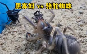 Tải video: 黑寡妇遇到骆驼蜘蛛，瞬间被溶解，尸骨无存！