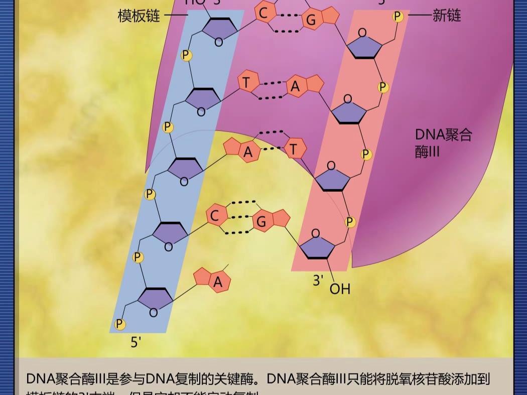 DNA复制时如何添加脱氧核糖核苷酸哔哩哔哩bilibili