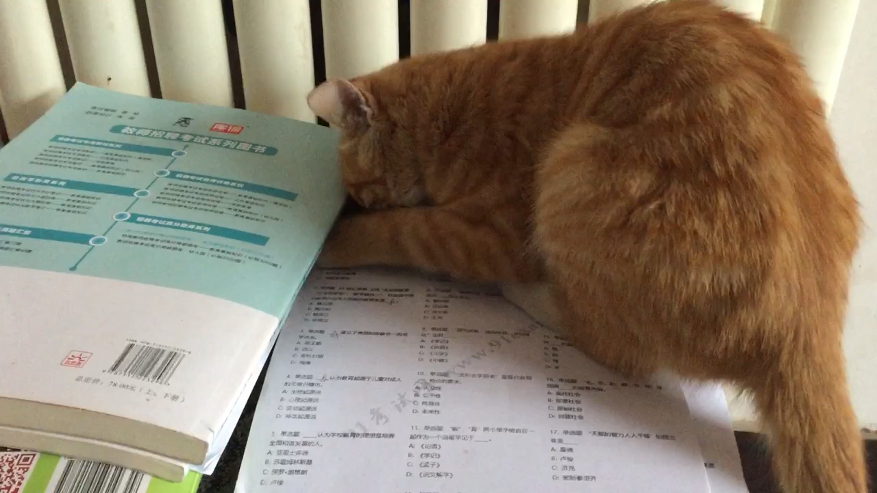 猫与橡皮的战争作业写不完是有原因的