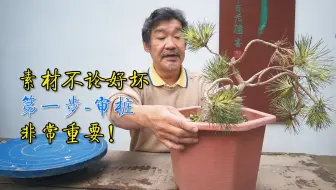 黑松切芽技巧 爱松朋友必学技能 哔哩哔哩 Bilibili