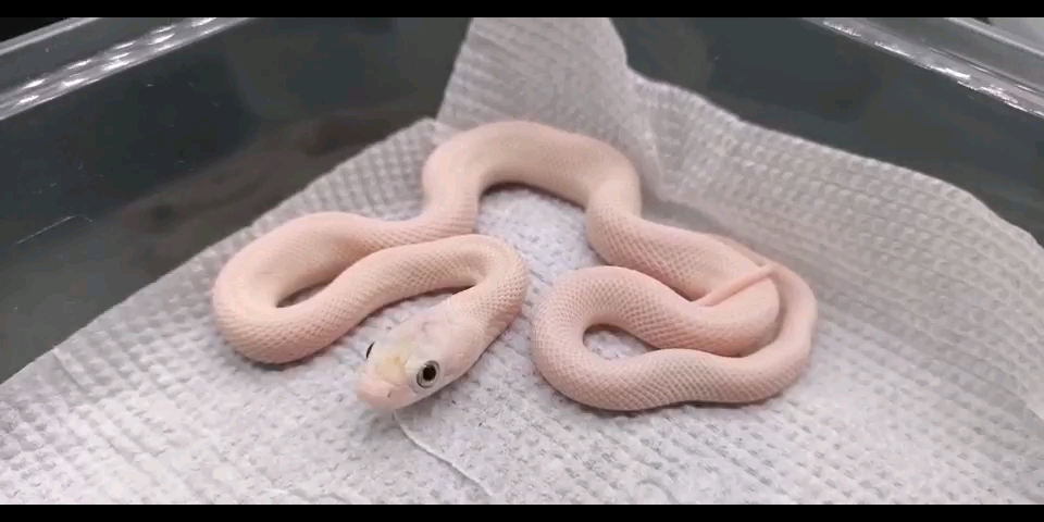 纯白色的宠物蛇,白娘娘来咯