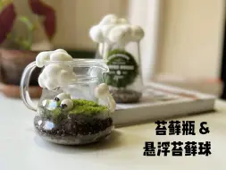 Descargar video: 草原云海☁️咖啡杯DIY悬浮苔藓球&苔藓瓶