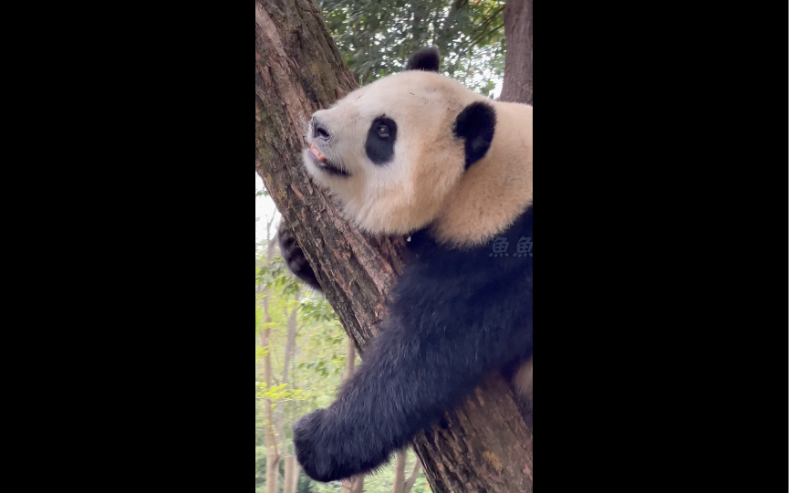 六水又疯狂了大熊猫淼淼