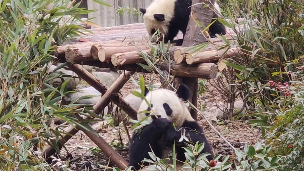 【大熊猫奥林匹亚】跟着妈妈学吃竹叶