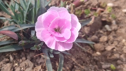 重庆花草分享:欧石竹,自提地点:地铁三号线重庆市南岸区重庆工商大学五公里轻轨站(不用出站,我通过闸门递给你,省去路费)哔哩哔哩bilibili