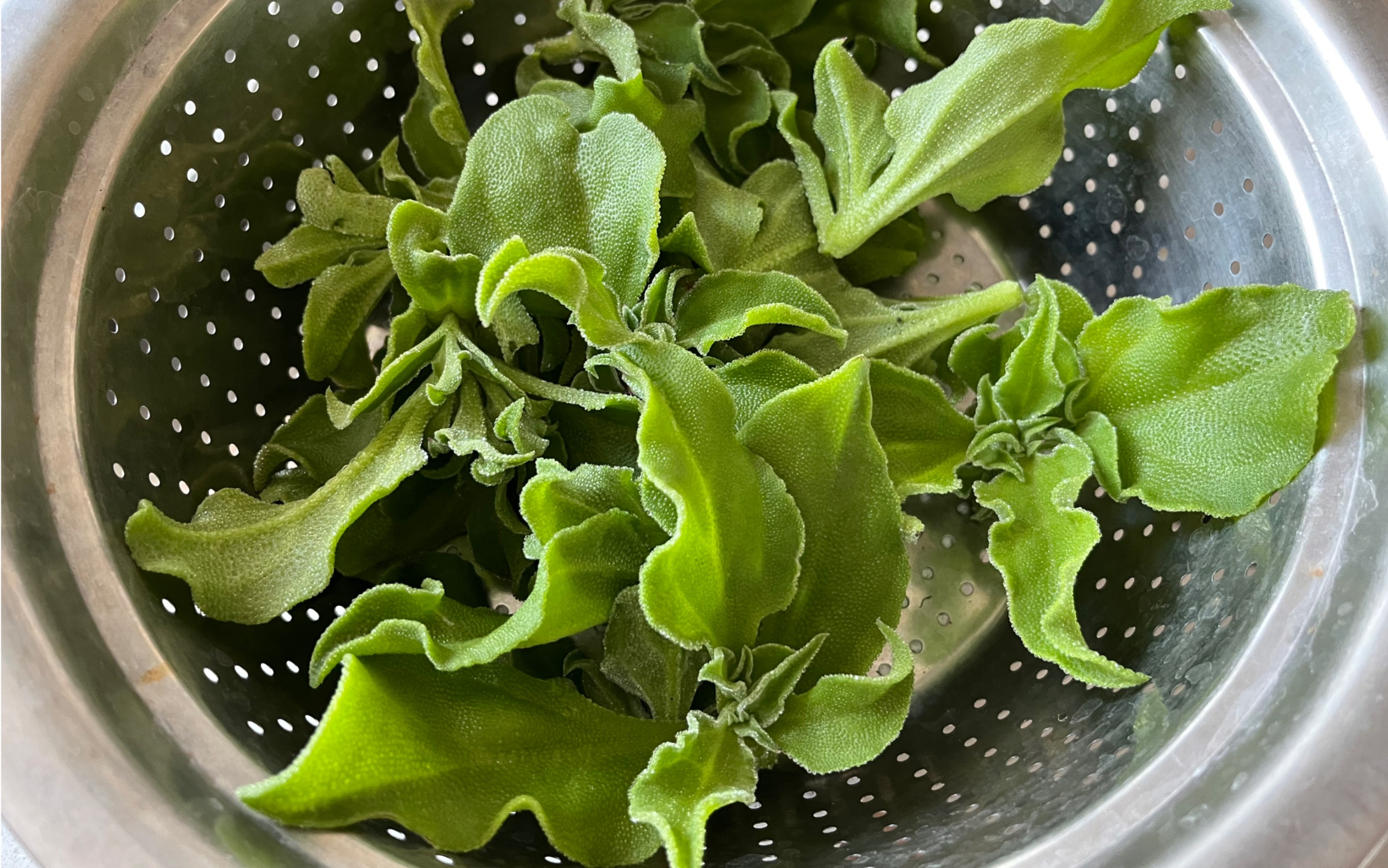 零下的天气,好在把冰草搬进室内……今天摘一批侧芽,目测好嫩,晚上