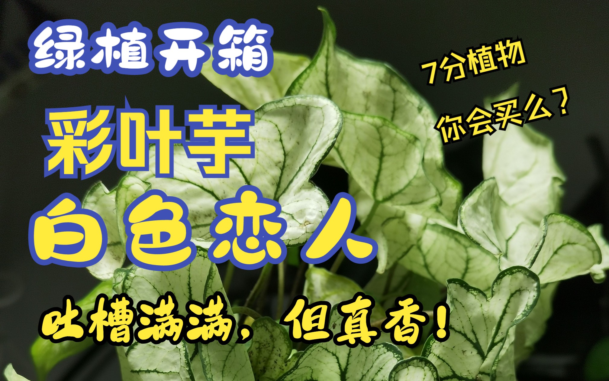 白色恋人彩叶芋开箱