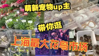 上海最大的花鸟市场都有啥？萌新宠物up带大家参观