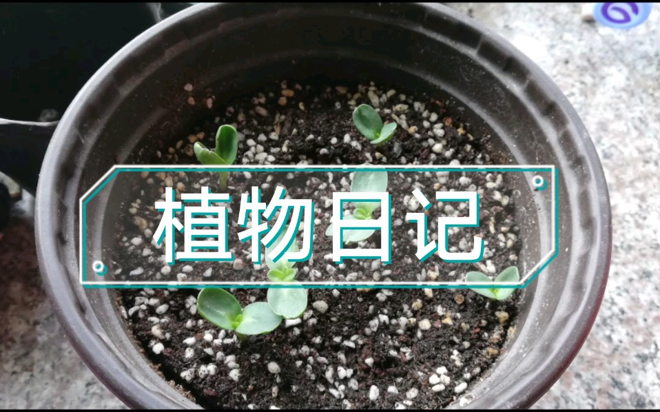 植物成长过程—从发芽到开花哔哩哔哩bilibili