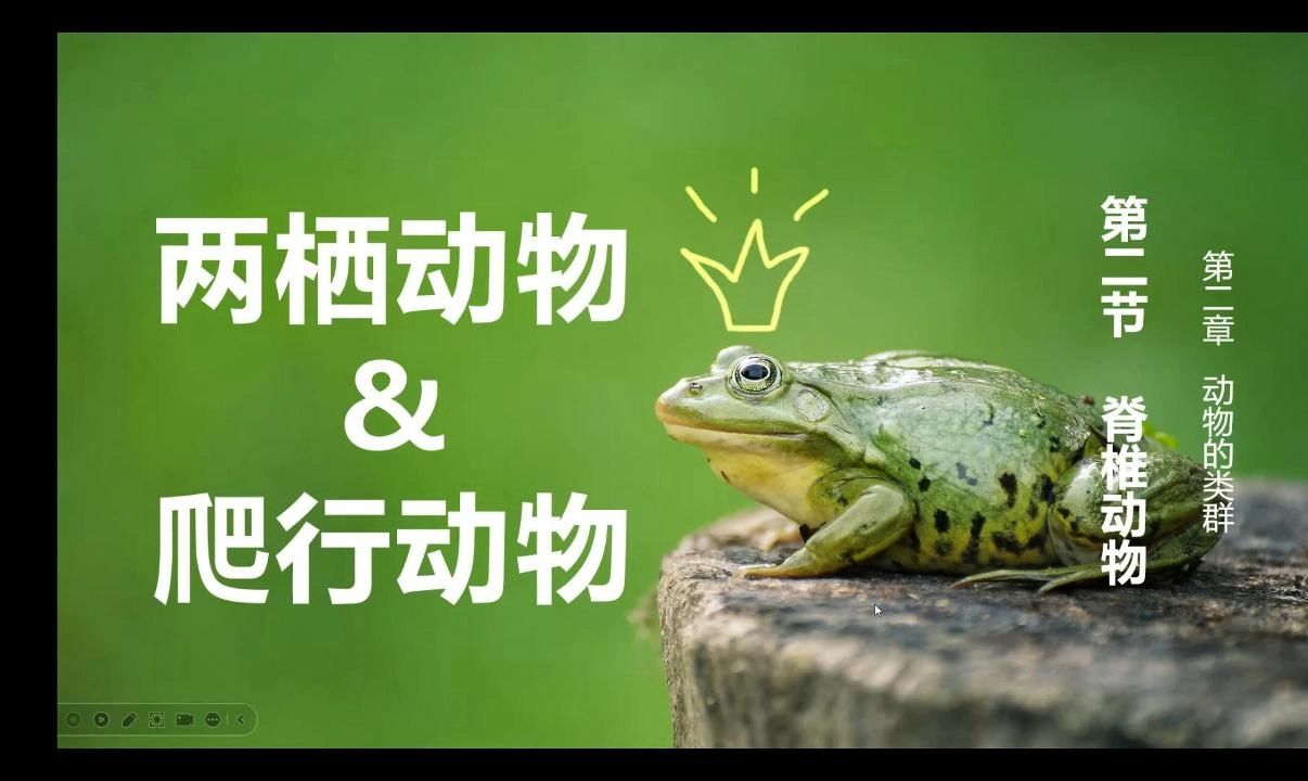 两栖动物与爬行动物||初中生物新教材课件资源持续更新中哔哩哔哩bilibili