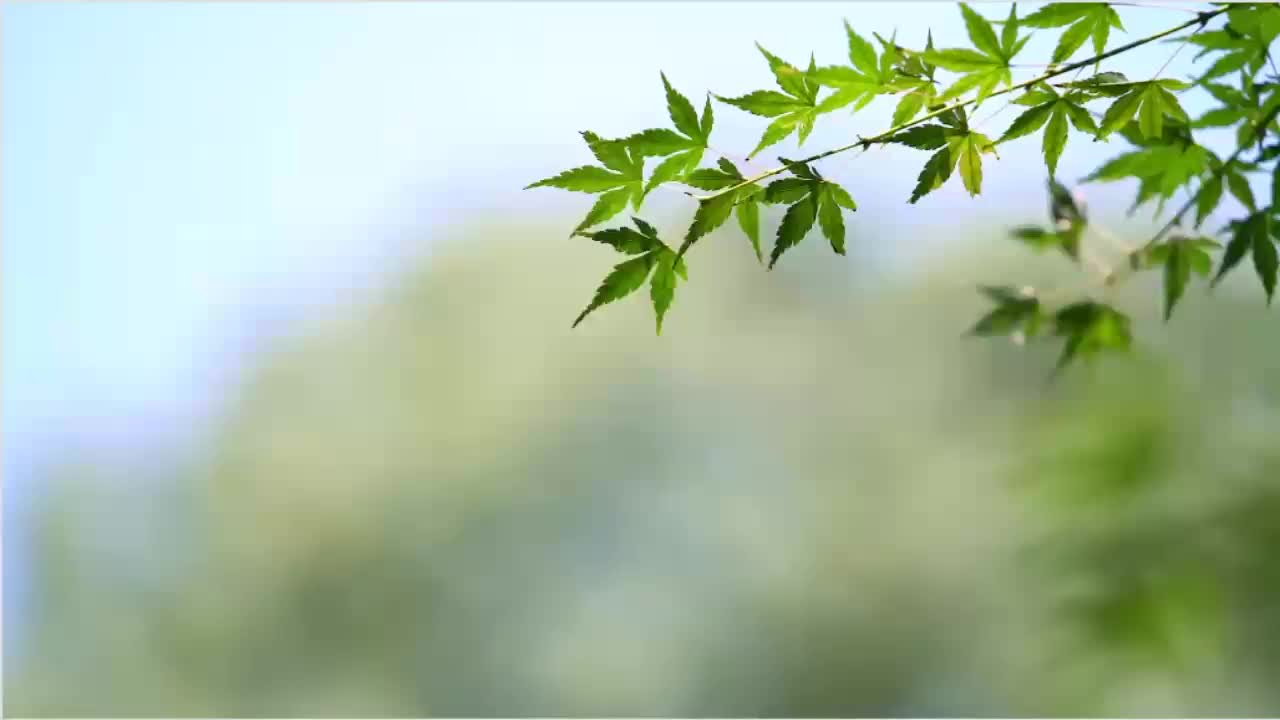 三年级上册英语 课文详解人教版PEP版 小学英语三年级英语上册 小学三年级上册英语哔哩哔哩bilibili