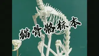 透明骨骼标本 俄罗斯鲟透明骨骼标本 哔哩哔哩 Bilibili