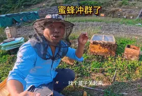 Download Video: 蜜蜂自然合并不打架？两窝蜜蜂跑一起去了，都在围王