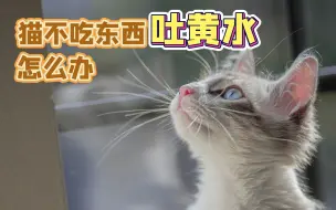 下载视频: 猫不吃东西吐黄水怎么办