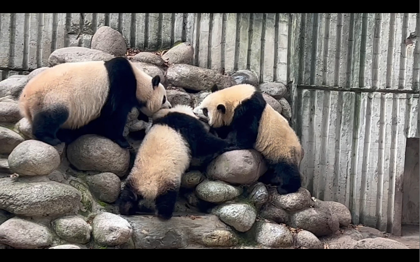 福多多自己跑到中间被两边扯(快乐的颂福莉)哔哩哔哩bilibili