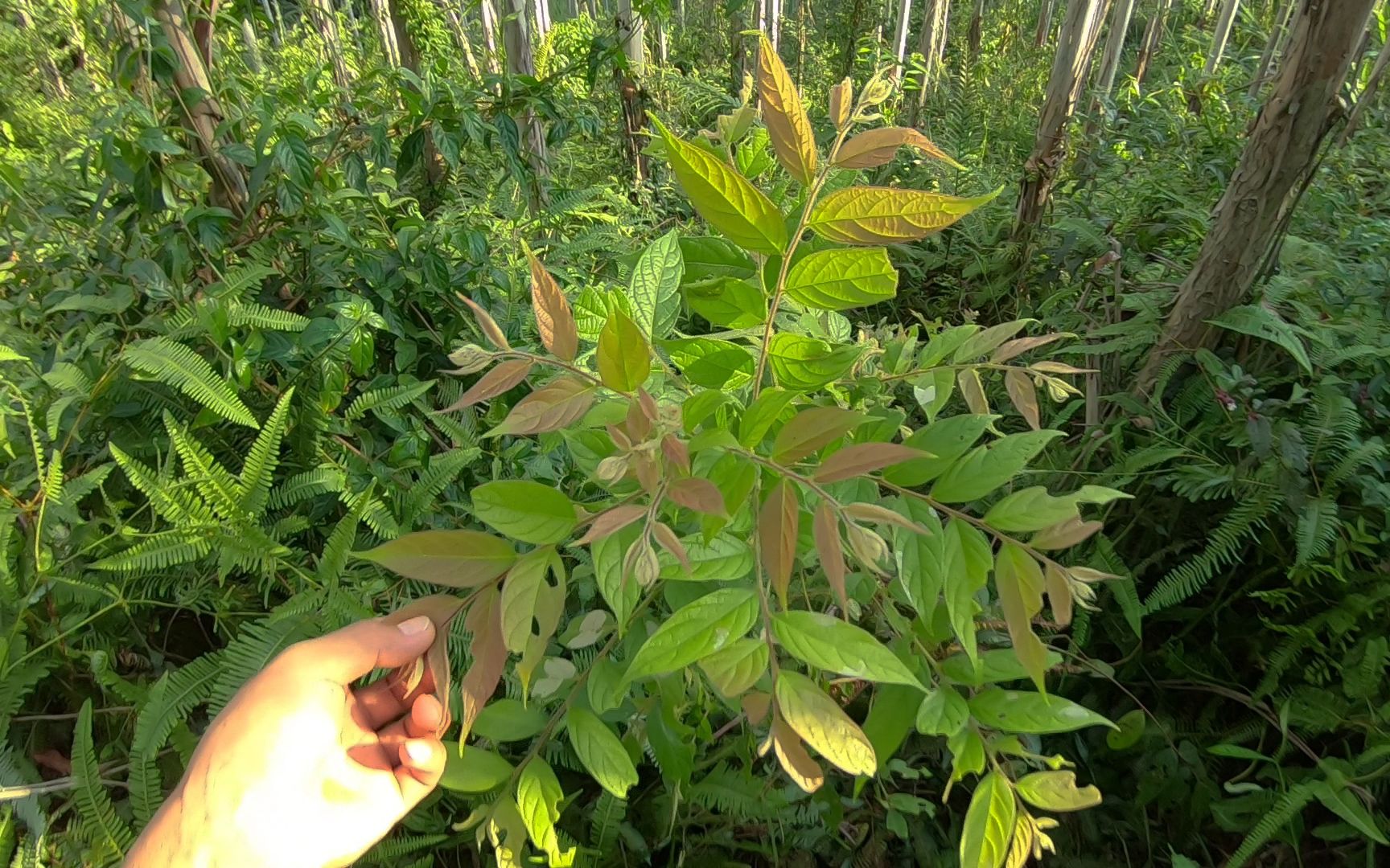 山坡常见的一种植物,漆大姑,你真了解它吗?