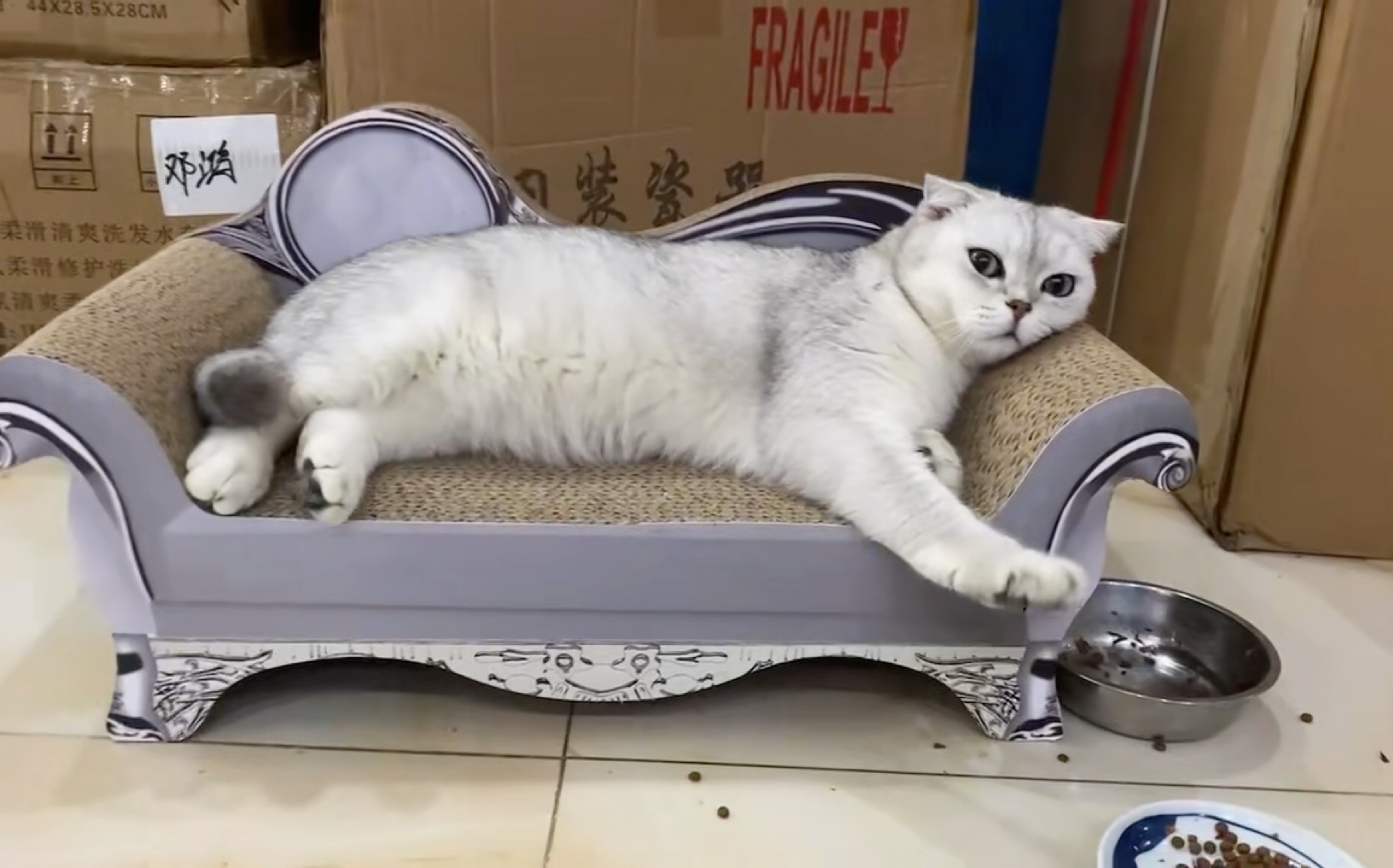 躺在贵妃椅上的小猫咪有多可爱?