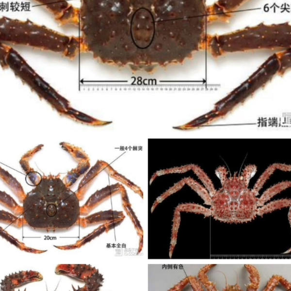 蟹图 蟹考记（八）：全球常见食用蟹图鉴——梭子蟹总科（作者：Zam） - 知乎