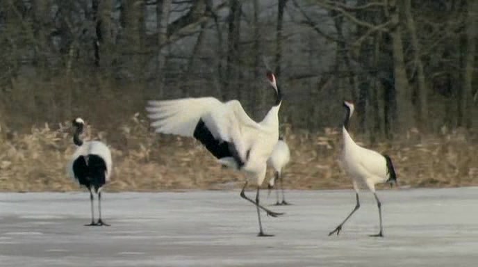 [图]【纪录片】大自然的翅膀 Ailes de la nature, Les(2002).中文字幕