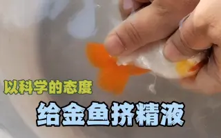 金鱼精子图片