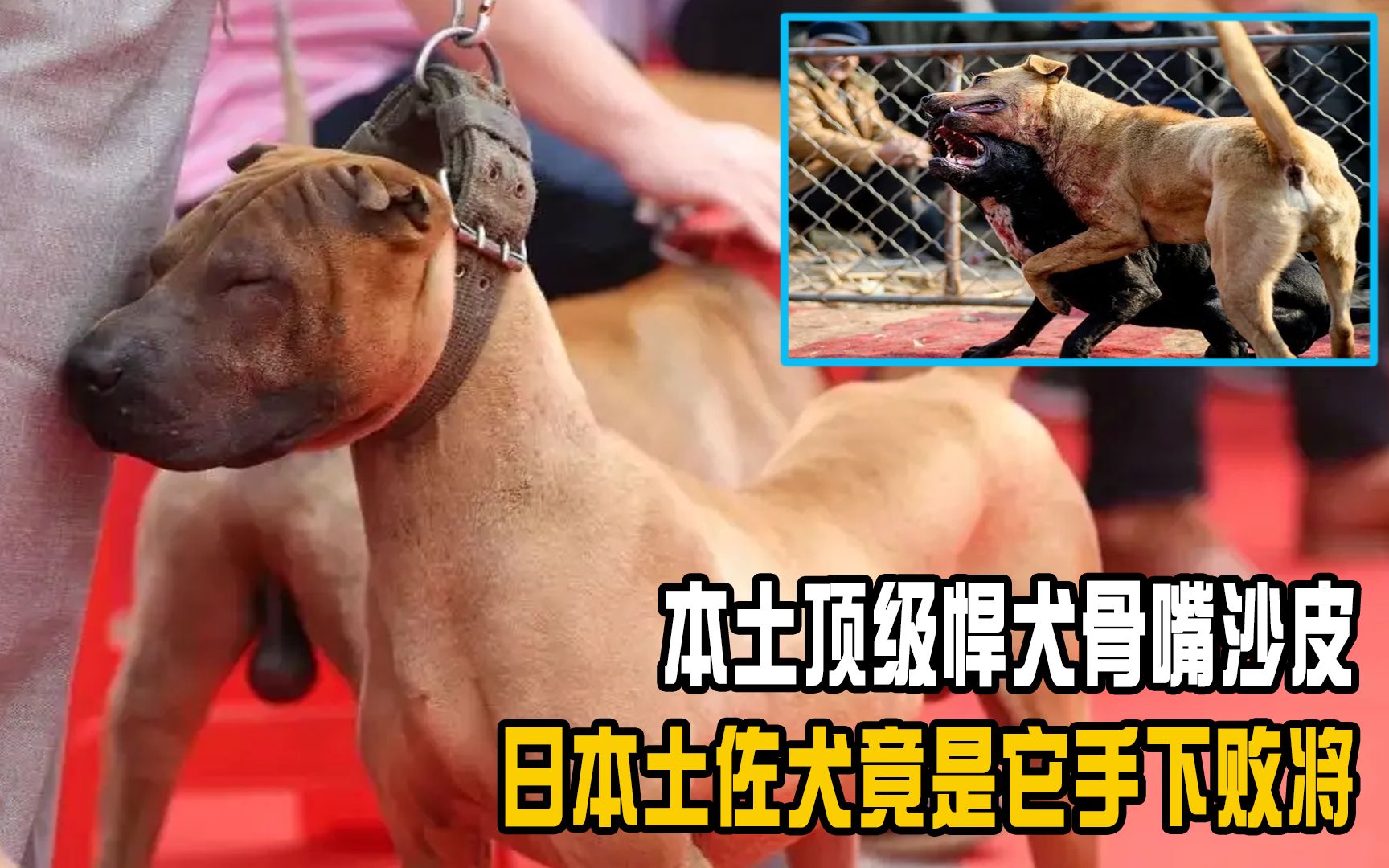 本土顶级悍犬骨嘴沙皮,能打败日本土佐,比特犬遇到也要惧它三分哔哩哔哩bilibili