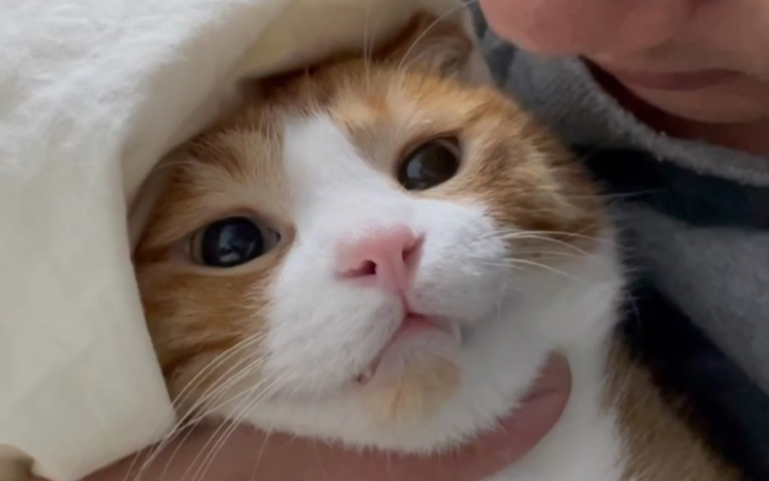 活动作品咪猫救命二字我都说累了