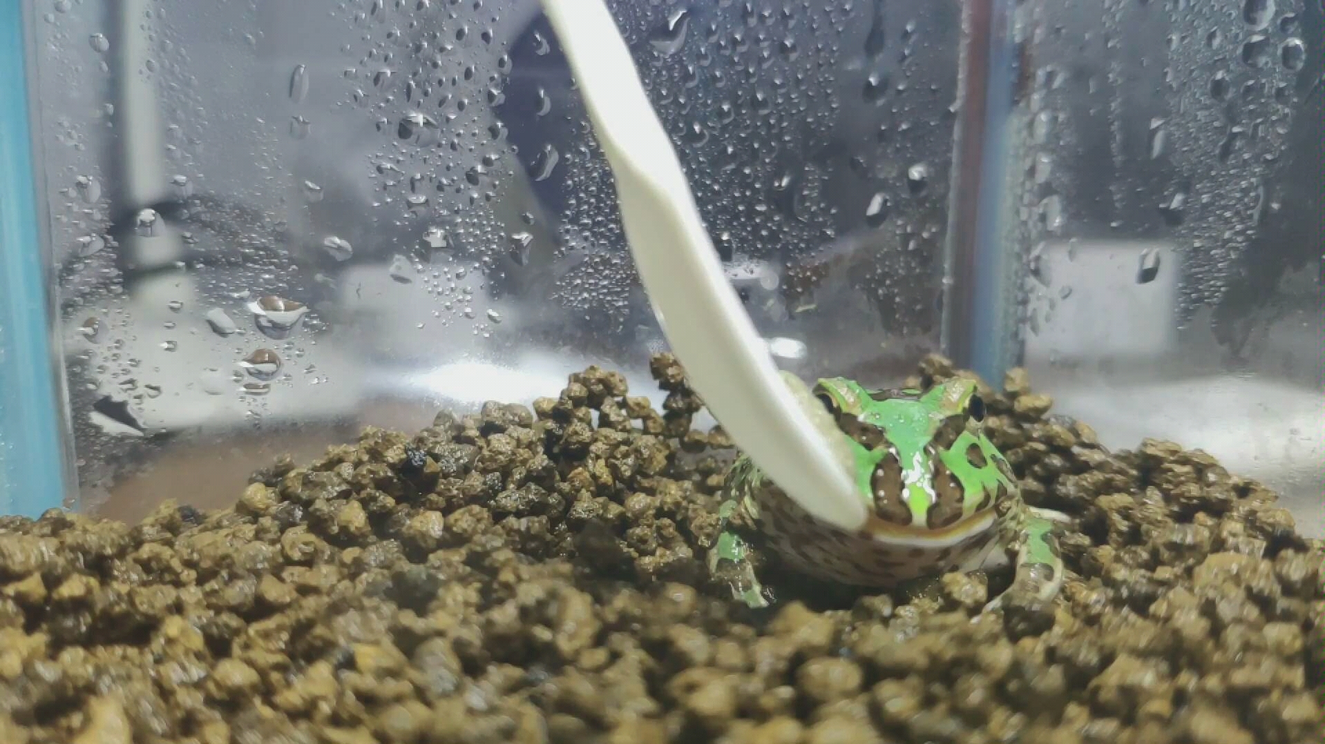 角蛙喂食慢动作